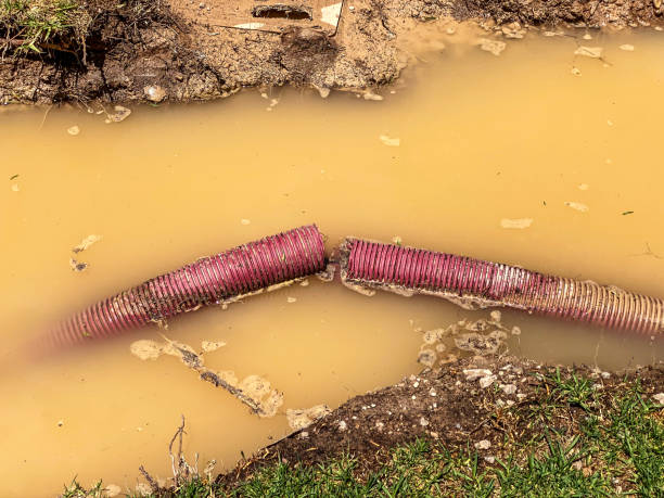 Best Basement water damage restoration  in Cottonwood, AL